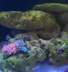 [TodoMarino.com] Crecimiento de alga