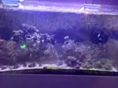[TodoMarino.com] CandyMoon Reef