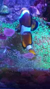 [TodoMarino.com] Desmonte. Empiezo por los zoanthus, seguiré por peces e invertebrados y terminaré con el equipo y material
