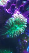 [TodoMarino.com] Desmonte. Empiezo por los zoanthus, seguiré por peces e invertebrados y terminaré con el equipo y material