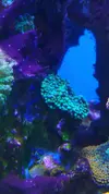 [TodoMarino.com] Desmonte. Empiezo por los zoanthus, seguiré por peces e invertebrados y terminaré con el equipo y material