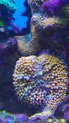 [TodoMarino.com] Desmonte. Empiezo por los zoanthus, seguiré por peces e invertebrados y terminaré con el equipo y material