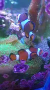 [TodoMarino.com] Desmonte. Empiezo por los zoanthus, seguiré por peces e invertebrados y terminaré con el equipo y material