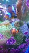 [TodoMarino.com] Desmonte. Empiezo por los zoanthus, seguiré por peces e invertebrados y terminaré con el equipo y material