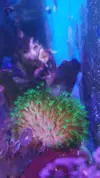 [TodoMarino.com] Desmonte. Empiezo por los zoanthus, seguiré por peces e invertebrados y terminaré con el equipo y material