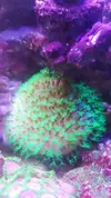 [TodoMarino.com] Desmonte. Empiezo por los zoanthus, seguiré por peces e invertebrados y terminaré con el equipo y material