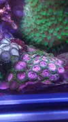 [TodoMarino.com] Desmonte. Empiezo por los zoanthus, seguiré por peces e invertebrados y terminaré con el equipo y material