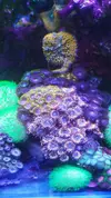 [TodoMarino.com] Desmonte. Empiezo por los zoanthus, seguiré por peces e invertebrados y terminaré con el equipo y material