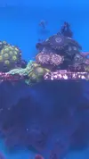[TodoMarino.com] Desmonte. Empiezo por los zoanthus, seguiré por peces e invertebrados y terminaré con el equipo y material