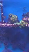 [TodoMarino.com] Desmonte. Empiezo por los zoanthus, seguiré por peces e invertebrados y terminaré con el equipo y material