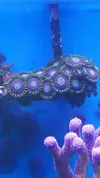 [TodoMarino.com] Desmonte. Empiezo por los zoanthus, seguiré por peces e invertebrados y terminaré con el equipo y material