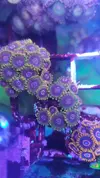 [TodoMarino.com] Desmonte. Empiezo por los zoanthus, seguiré por peces e invertebrados y terminaré con el equipo y material