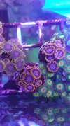 [TodoMarino.com] Desmonte. Empiezo por los zoanthus, seguiré por peces e invertebrados y terminaré con el equipo y material