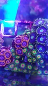 [TodoMarino.com] Desmonte. Empiezo por los zoanthus, seguiré por peces e invertebrados y terminaré con el equipo y material
