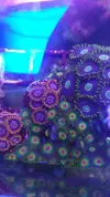 [TodoMarino.com] Desmonte. Empiezo por los zoanthus, seguiré por peces e invertebrados y terminaré con el equipo y material
