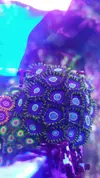 [TodoMarino.com] Desmonte. Empiezo por los zoanthus, seguiré por peces e invertebrados y terminaré con el equipo y material