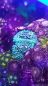 [TodoMarino.com] Desmonte. Empiezo por los zoanthus, seguiré por peces e invertebrados y terminaré con el equipo y material