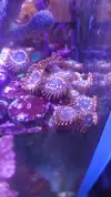 [TodoMarino.com] Desmonte. Empiezo por los zoanthus, seguiré por peces e invertebrados y terminaré con el equipo y material