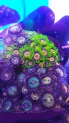 [TodoMarino.com] Desmonte. Empiezo por los zoanthus, seguiré por peces e invertebrados y terminaré con el equipo y material