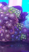 [TodoMarino.com] Desmonte. Empiezo por los zoanthus, seguiré por peces e invertebrados y terminaré con el equipo y material