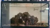 [TodoMarino.com] Problema falta flujo subida, Aquascape, refugio..... sugerencias en mejoras