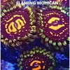 [TodoMarino.com] Zoanthus TOP Flaming Brohican.