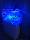 [TodoMarino.com] Desmonte. Empiezo por los zoanthus, seguiré por peces e invertebrados y terminaré con el equipo y material