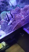[TodoMarino.com] Compro ocellaris macho