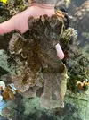 [TodoMarino.com] Cambio Echinophylia Lamellosa por algún Lps