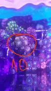 [TodoMarino.com] Desmonte. Empiezo por los zoanthus, seguiré por peces e invertebrados y terminaré con el equipo y material