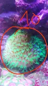 [TodoMarino.com] Desmonte. Empiezo por los zoanthus, seguiré por peces e invertebrados y terminaré con el equipo y material