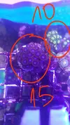[TodoMarino.com] Desmonte. Empiezo por los zoanthus, seguiré por peces e invertebrados y terminaré con el equipo y material