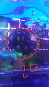 [TodoMarino.com] Desmonte. Empiezo por los zoanthus, seguiré por peces e invertebrados y terminaré con el equipo y material