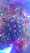[TodoMarino.com] Desmonte. Empiezo por los zoanthus, seguiré por peces e invertebrados y terminaré con el equipo y material