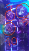 [TodoMarino.com] Desmonte. Empiezo por los zoanthus, seguiré por peces e invertebrados y terminaré con el equipo y material