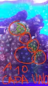[TodoMarino.com] Desmonte. Empiezo por los zoanthus, seguiré por peces e invertebrados y terminaré con el equipo y material