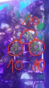 [TodoMarino.com] Desmonte. Empiezo por los zoanthus, seguiré por peces e invertebrados y terminaré con el equipo y material