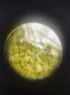 [TodoMarino.com] Derbersia??
