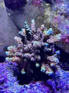 [TodoMarino.com] 35/40 corales por desmonte