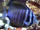[TodoMarino.com] ***zebrasoma veliferum***
