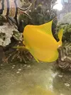 [TodoMarino.com] VENTA FLAVESCENS L-XL