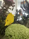 [TodoMarino.com] VENTA FLAVESCENS L-XL