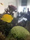 [TodoMarino.com] VENTA FLAVESCENS L-XL