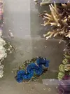 [TodoMarino.com] TRIDACNAS 8-10cm (Azul y dorado)