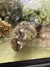 [TodoMarino.com] TRIDACNAS 8-10cm (Azul y dorado)