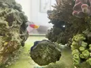 [TodoMarino.com] TRIDACNAS 8-10cm (Azul y dorado)