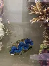 [TodoMarino.com] TRIDACNAS 8-10cm (Azul y dorado)