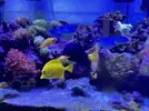 [TodoMarino.com] Peces madrid desmonte