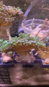 [TodoMarino.com] Vendo Euphyllias, Rhodactis Forest Fire, árboles de kenia (Terrassa)