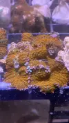 [TodoMarino.com] Vendo Euphyllias, Rhodactis Forest Fire, árboles de kenia (Terrassa)